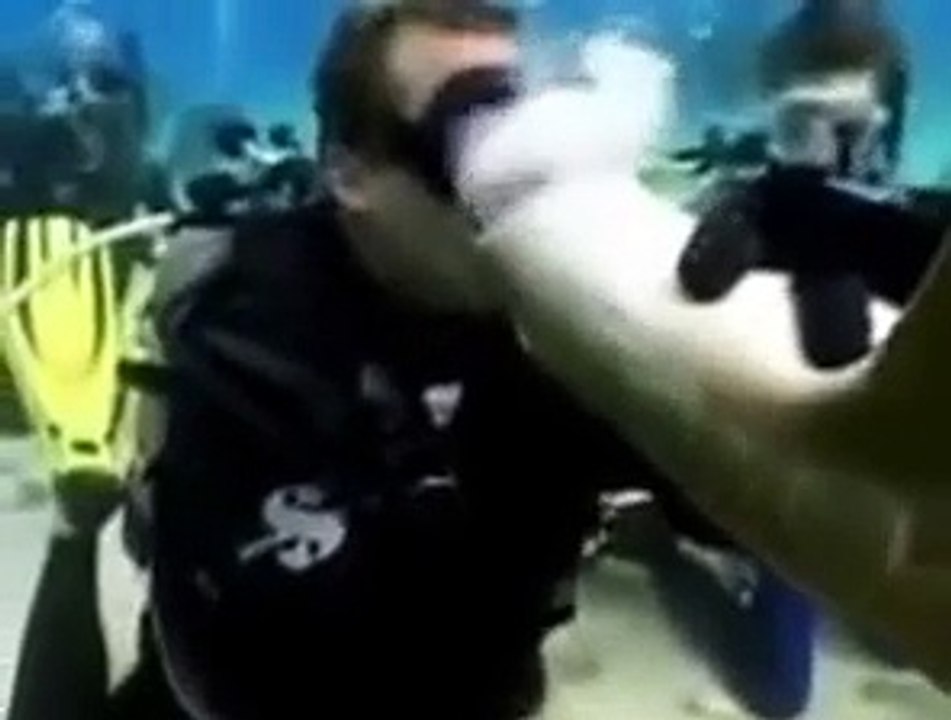 サメに襲われる　衝撃映像　/　It is attacked by shark　【Visual impact】