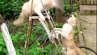 Funny Animals Funny Fails & Jokes 2015 - Try not to Laugh Extreme
