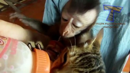 Funny baby animals drinking milk - Cute animal compilation