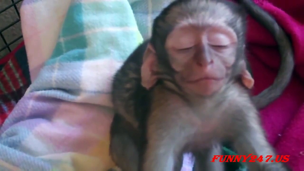 Animals Falling Asleep Funny Ways