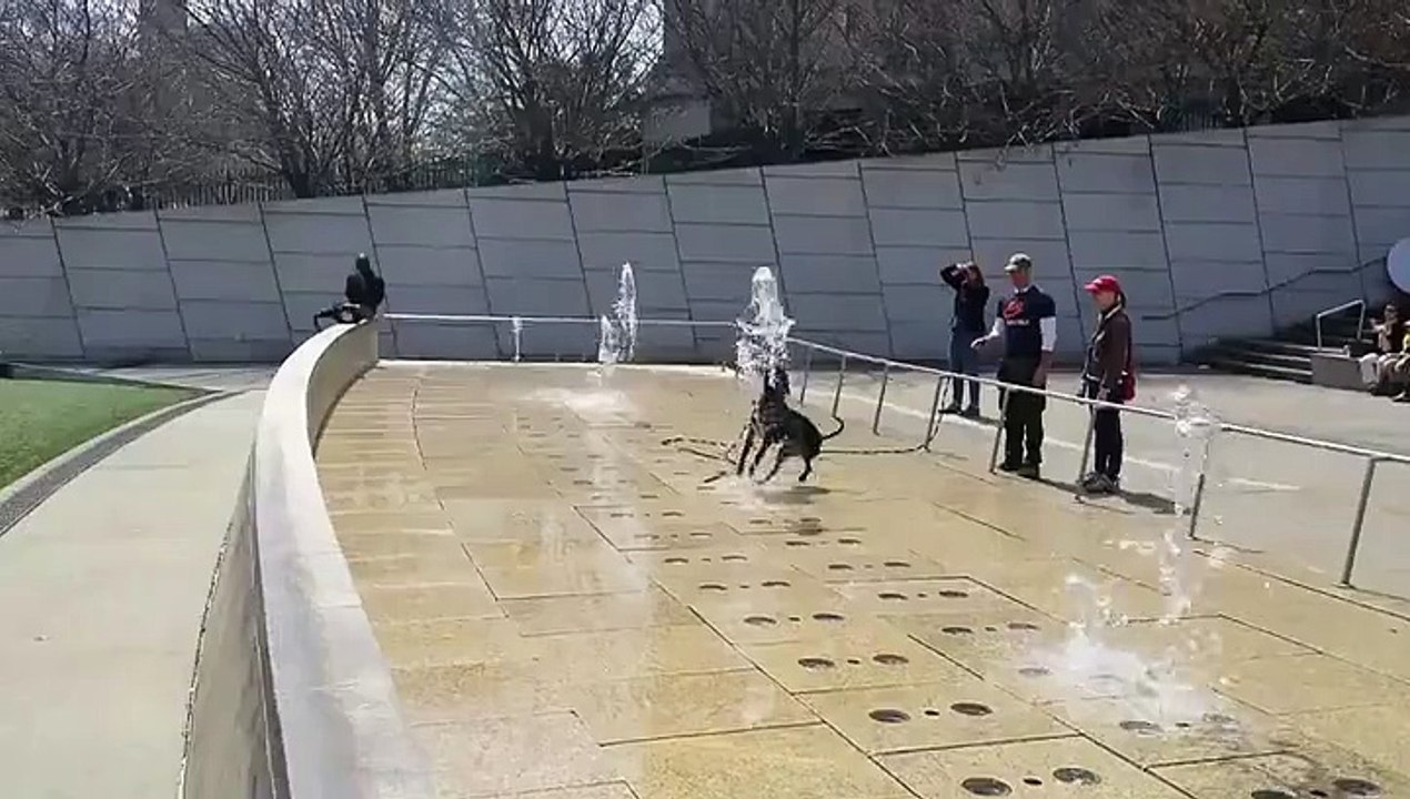 Dog-Enjoys-The-Fountain.mp4