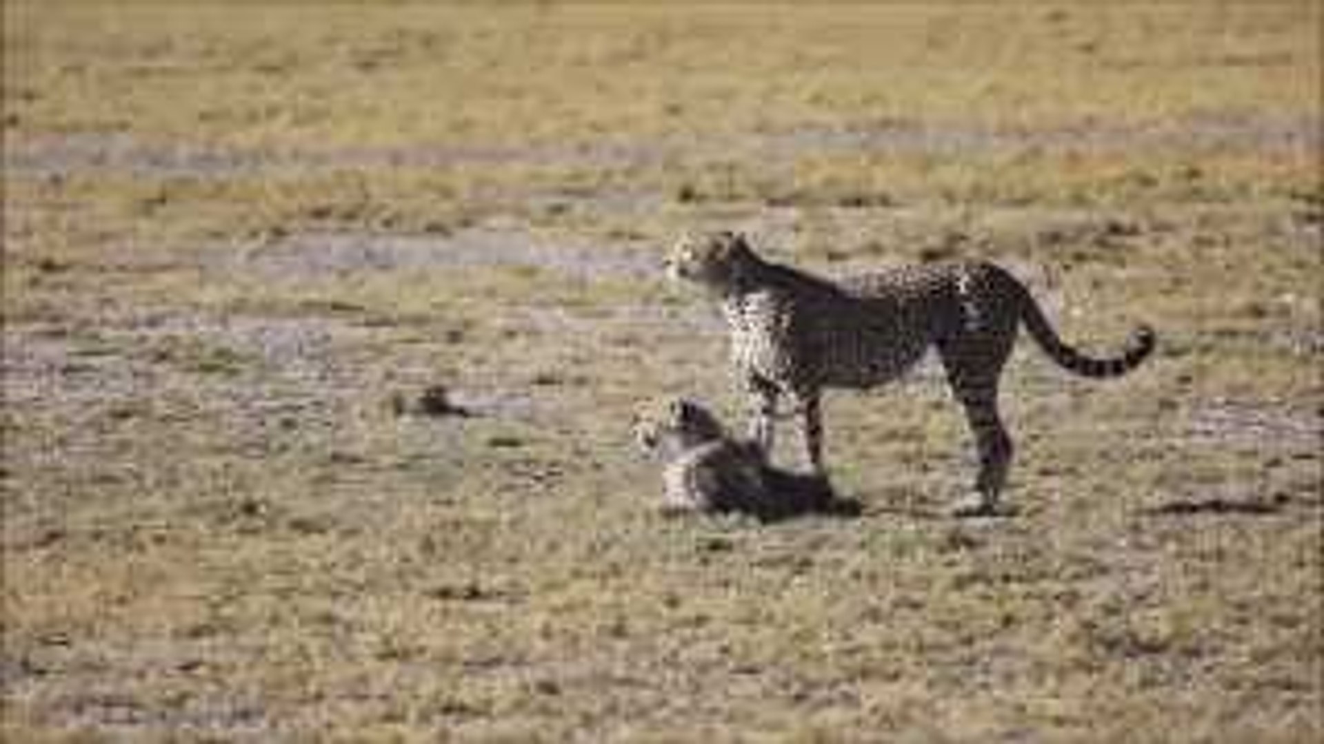 Mother Cheetah Plays With Cub