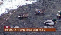 Pri moste v Turzovke zimuje kŕdeľ kačiek