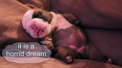 Bulldog puppy don't will happen nothing ;) - Funny bulldog [NEW HD]
