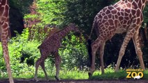 Giraffe Giving Birth at Brookfield Zoo