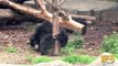Sloth Bear Cubs Growing By Leaps and Bounds
