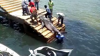 Đánh bắt cá mập