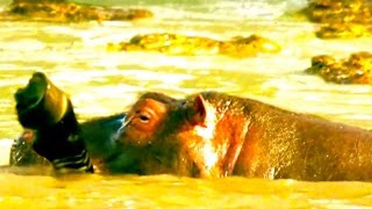 Animal Video HIPPO EATS ZEBRA [+ Crocodile Attacks & More!] ☆ Full