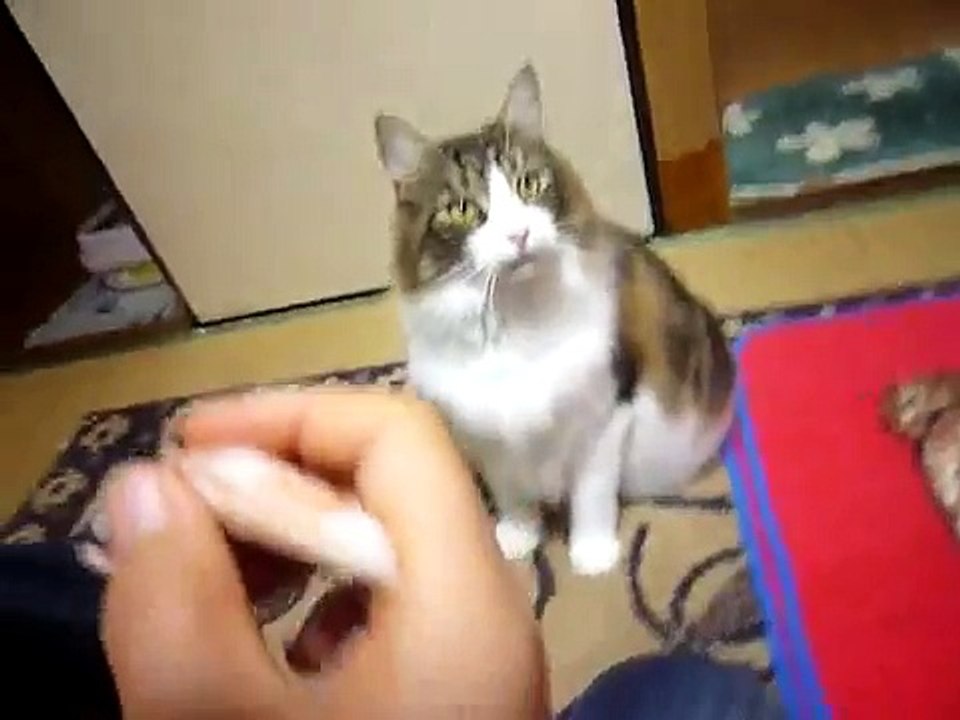 Education Maine Coon giving his paw