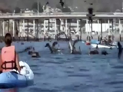 Blue Whale by Drone 4K／シロナガスクジラのドローン空撮４K映像／DJI Inspire 1「sky／♪」