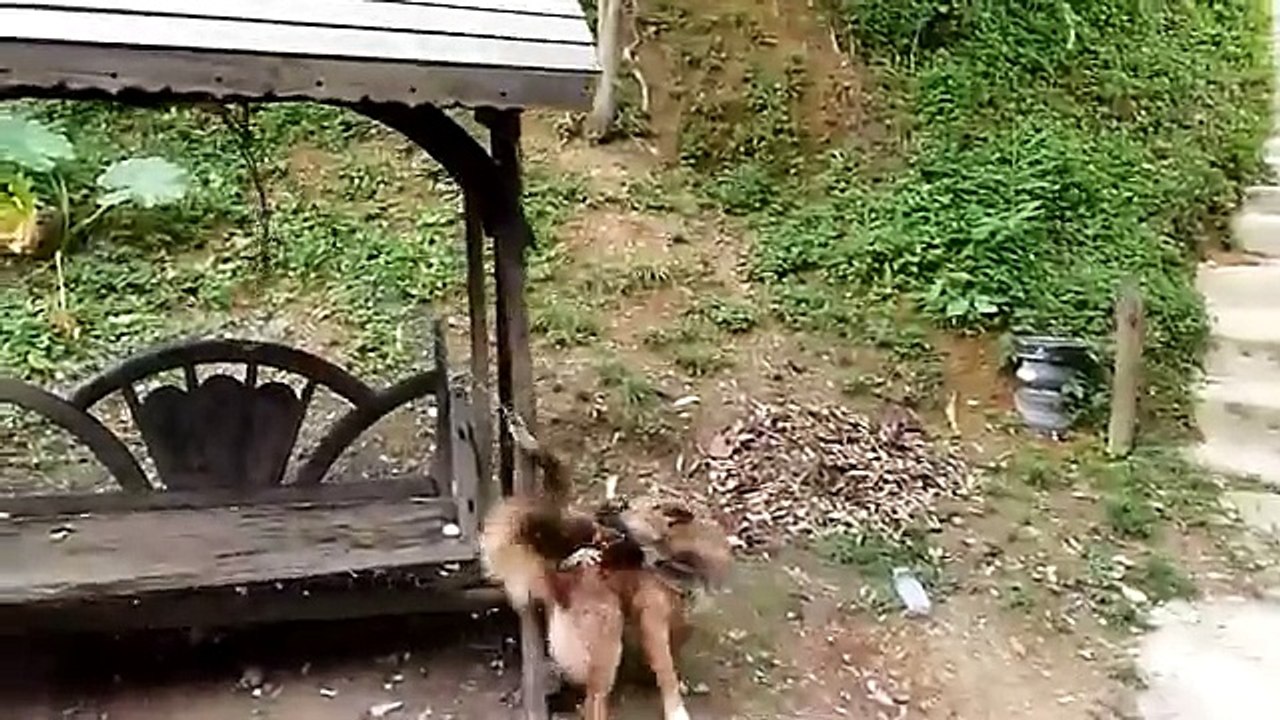 Macaco brincando com o cachorro