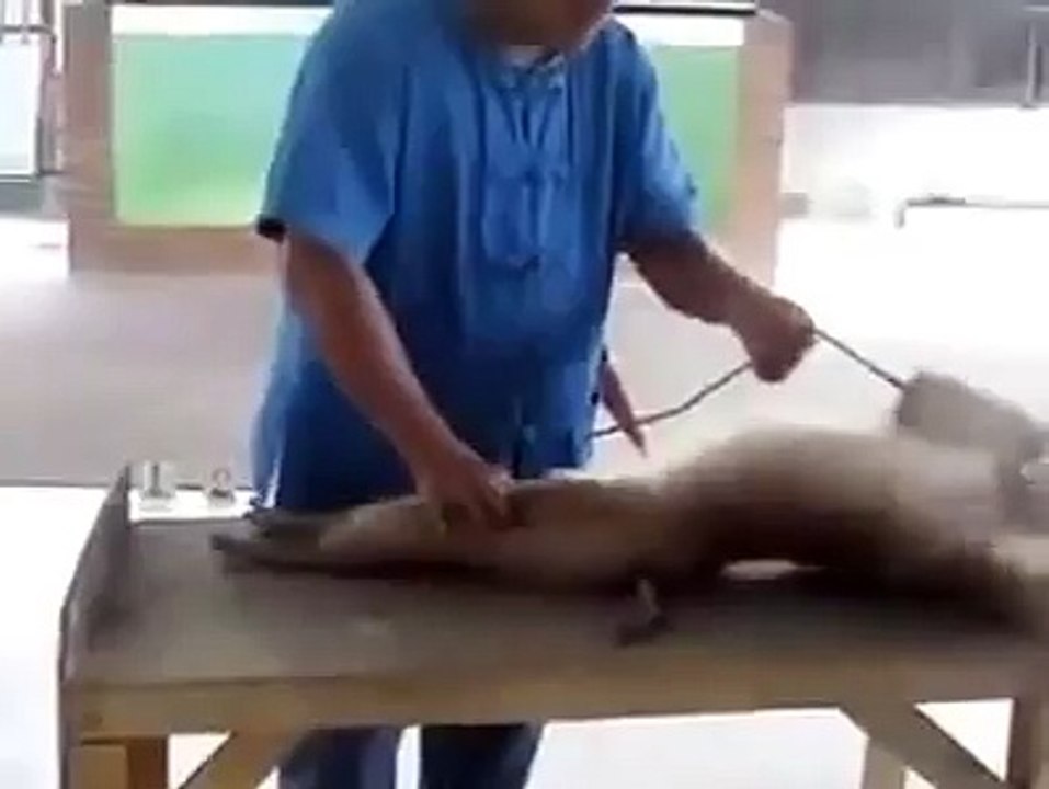 Macaco gosta de esportes