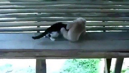 Lutas macaco com o gato