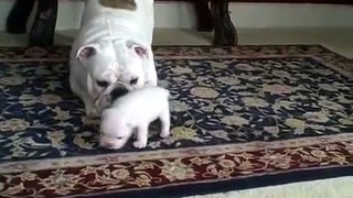 Mamã com um filhote de cachorro engraçado do buldogue