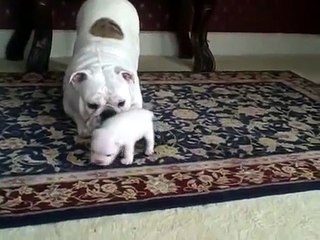 Mamã com um filhote de cachorro engraçado do buldogue