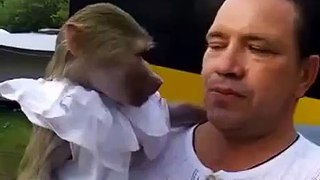 Um homem grita com um macaco!