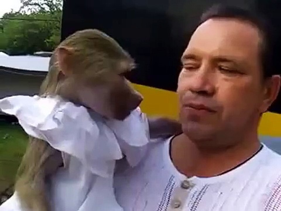 Um homem grita com um macaco!