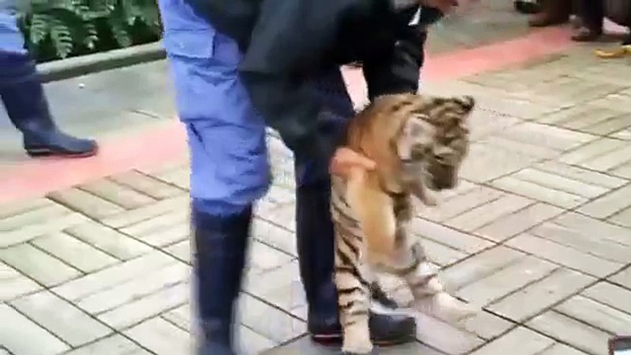 tigre de bebé