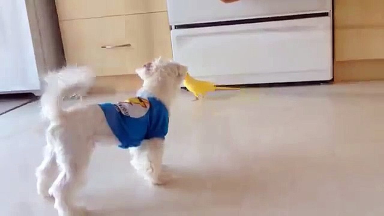 Loro lindo con su perro