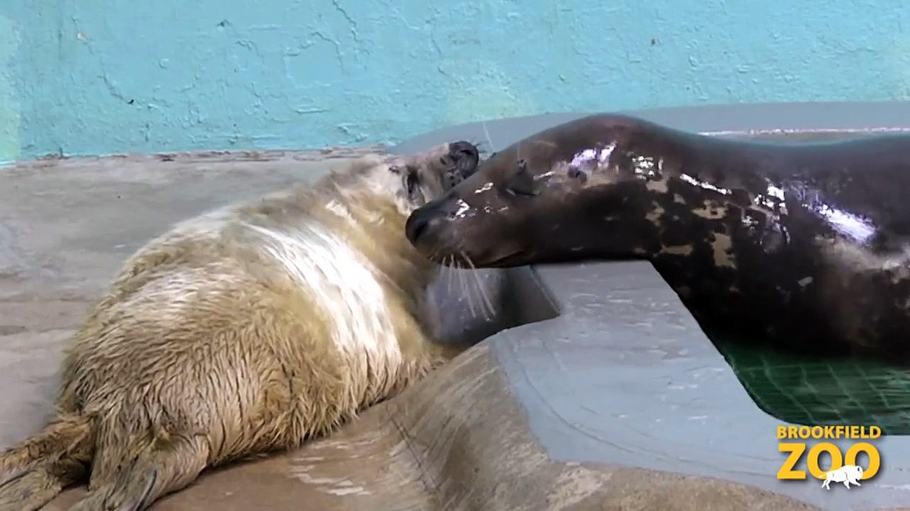 Grey Seal Pup Explores Pool