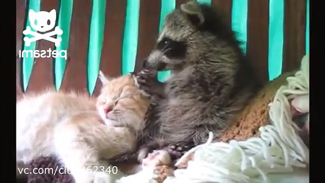 Petit raton laveur et chaton
