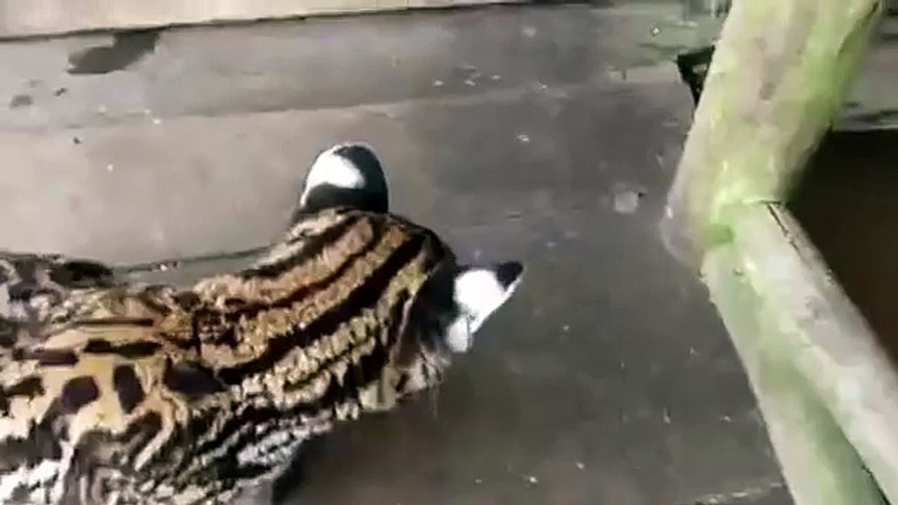 Petite maison ocelot