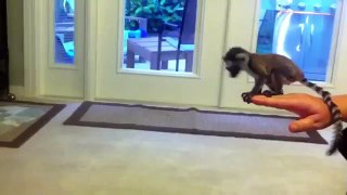 Bébé lémurien veut sauter pour la première fois