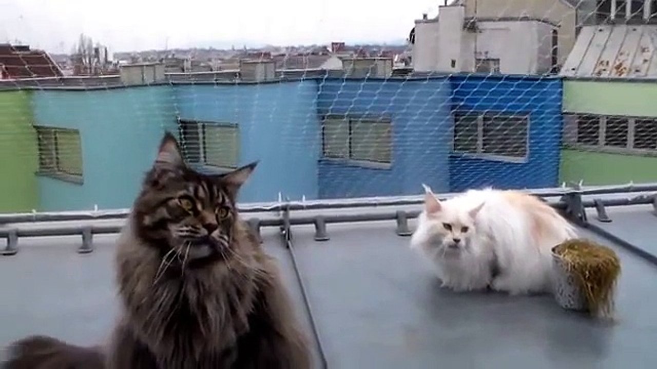 Maine coon veulent oiseaux!