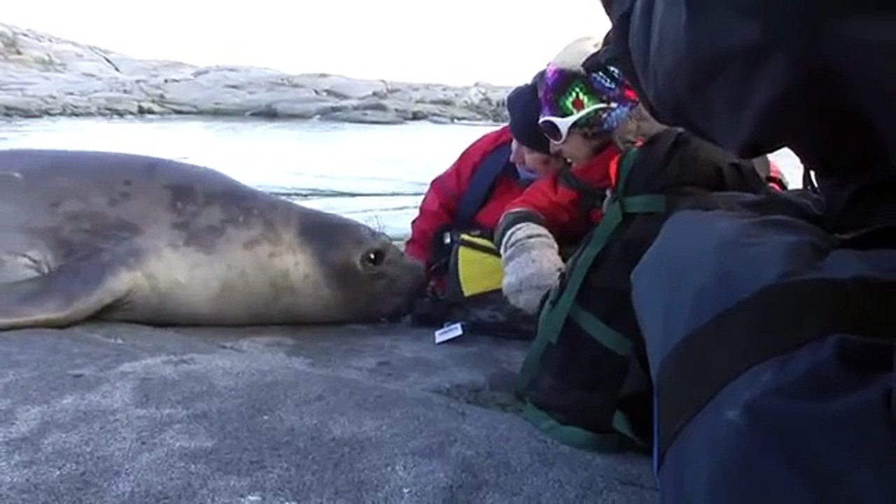 Elephant capturé la curiosité!