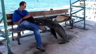 Sea lion chassé le gars sur le banc!