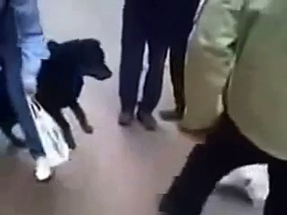 Un homme a déclenché un chat sur le gros chien