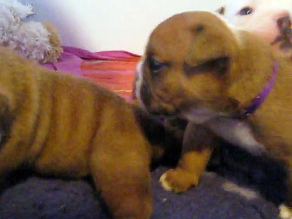 lenine chiot bulldog ginette du square du p'tit quinquin