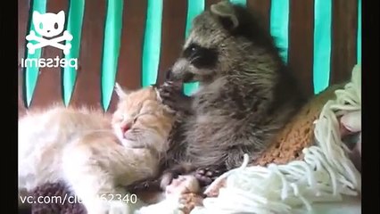 Маленький енот и котенок