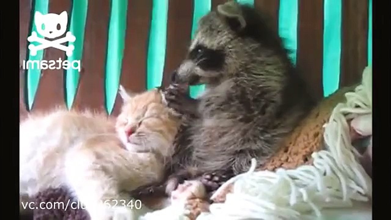 Маленький енот и котенок