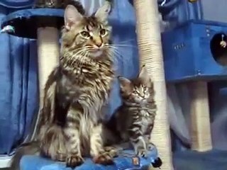 Мейн куны смотрят