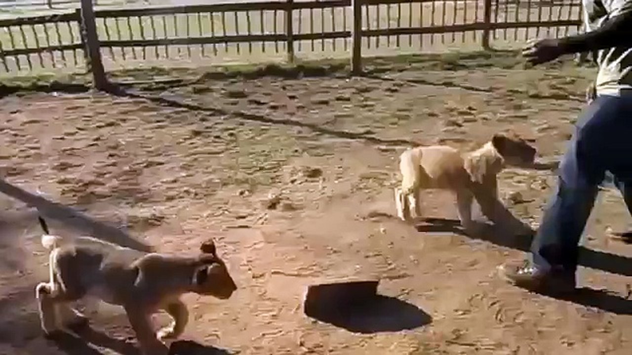 어린 새끼