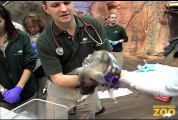 Wild African Dog Puppies Receive First Physical at Brookfield Zoo