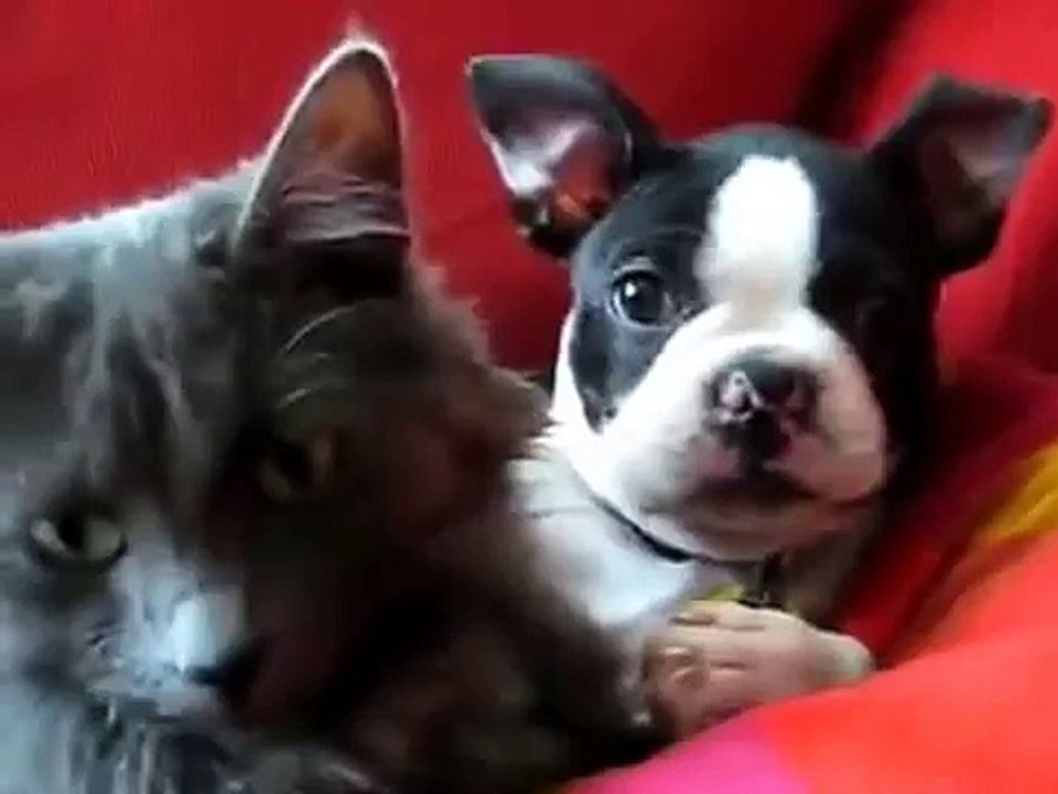 切っても切れない猫と犬