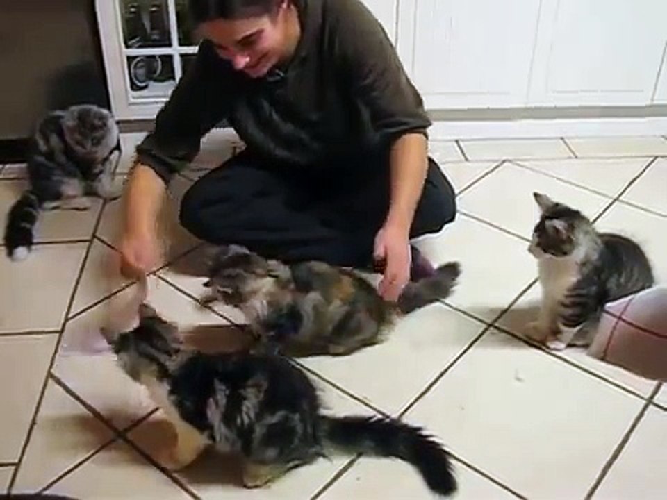 ノルウェーの森の子猫は、一枚の紙で遊びます