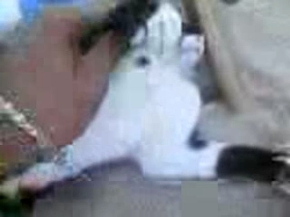 algerian cat