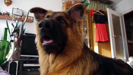 シェパードは、テープを聞きます