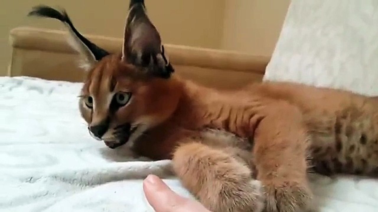 火災カラカル猫