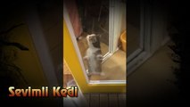 Sevimli Kedi ve Komik Hareketleri