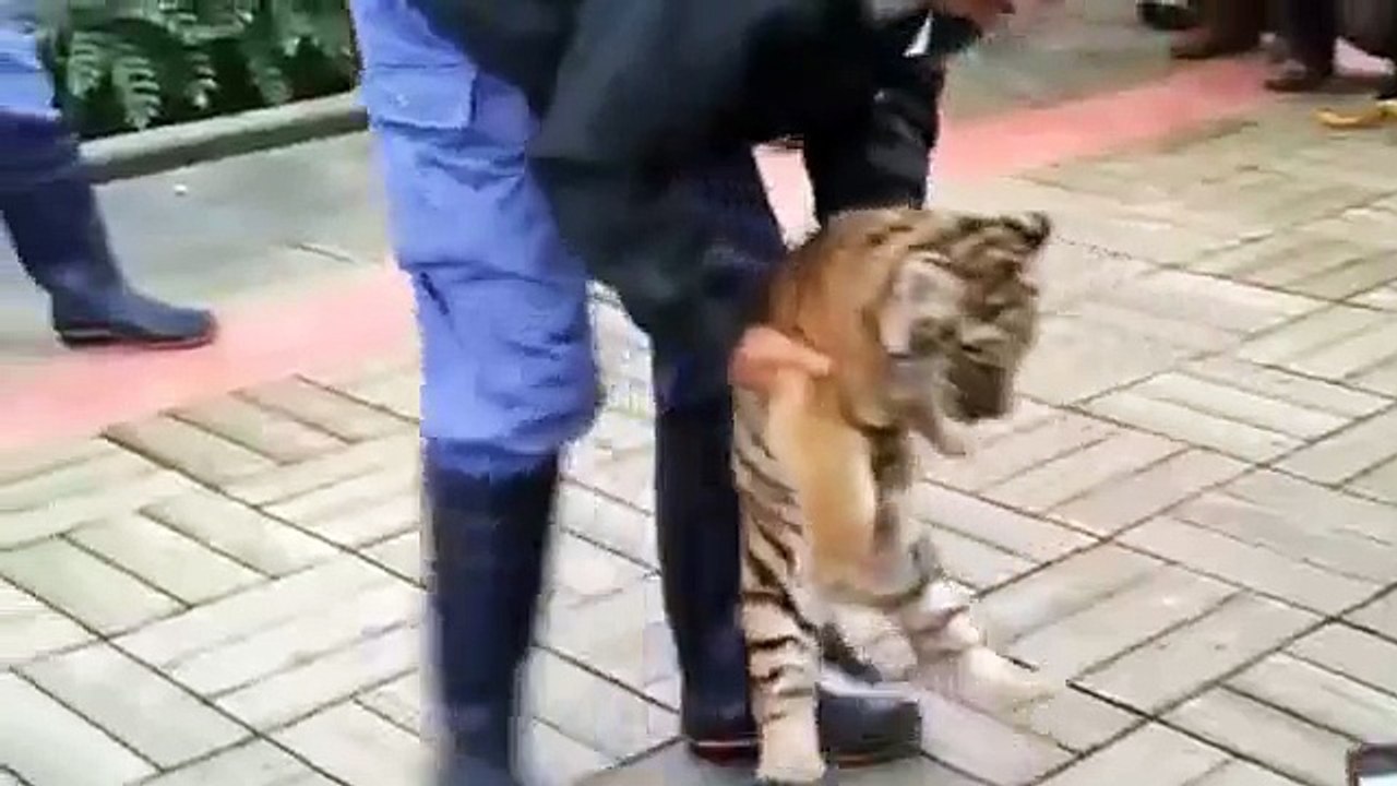 赤ちゃんトラ