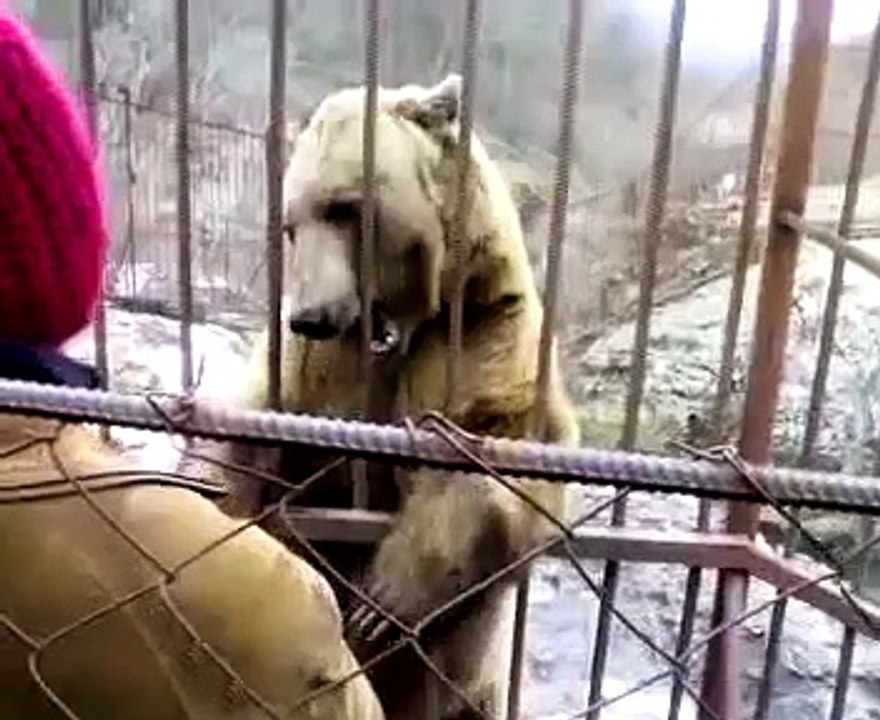 躊躇クマ