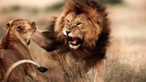 Lion Life Documentary: Predators at War Documentary (Animal Documentary Full Length)