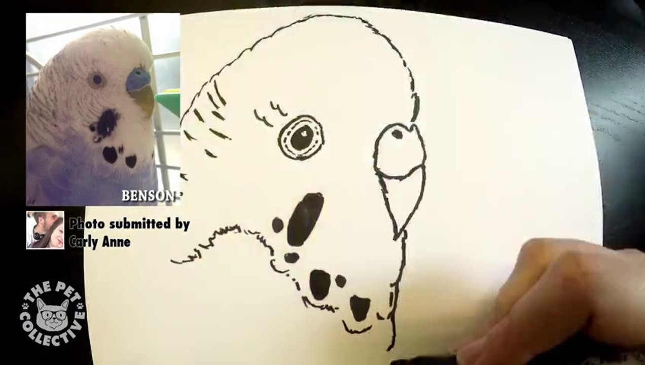 Cartoon Pets -- We Draw Your Pets
