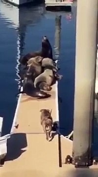 Собака & Пирс