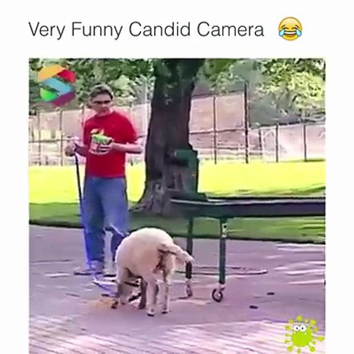 New Funny Clip Full HD 2016