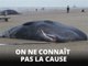 5 cachalots sont morts sur cette plage des Pays-Bas